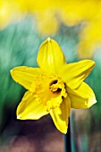 NARCISSUS GANILLY