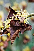 HAMAMELIS X INTERMEDIA BRANDIS