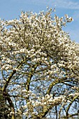 MAGNOLIA STELLATA