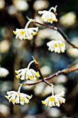 EDGEWORTHIA CHRYSANTHA