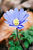 ANEMONE BLANDA