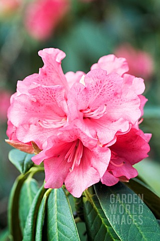 RHODODENDRON_MARY_POWER