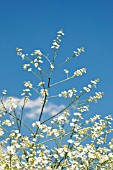 CRAMBE CORDIFOLIA