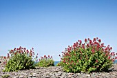 CENTRANTHUS RUBER