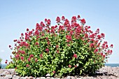 CENTRANTHUS RUBER