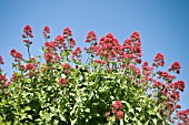 CENTRANTHUS RUBER