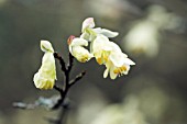 CORYLOPSIS PAUCIFLORA