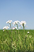 CARDAMINE PRATENSIS