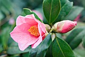 CAMELLIA X WILLIAMSII BOW BELLS