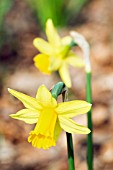 NARCISSUS TETE-A-TETE