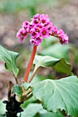 BERGENIA MORGENROT