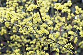 CORNUS OFFICINALIS