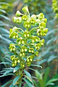 EUPHORBIA CHARACIAS SUBSP. WULFENII