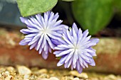 HEPATICA NOBILIS VAR. JAPONICA SHIHOU