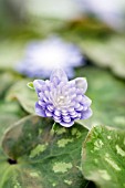 HEPATICA NOBILIS VAR. JAPONICA DAISHIHOU