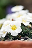 SAXIFRAGA JOHN TOMLINSON