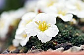 SAXIFRAGA JOHN TOMLINSON