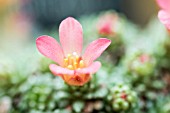 SAXIFRAGA BOHEMIAN KARST