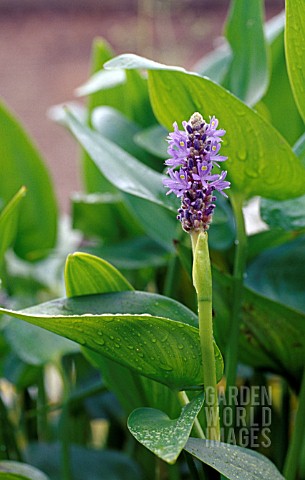 PONTEDERIA_CORDATA