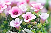 SAXIFRAGA WINIFRED (X ANGELICA)