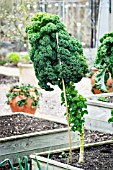 KALE REFLEX IN A RAISED BED