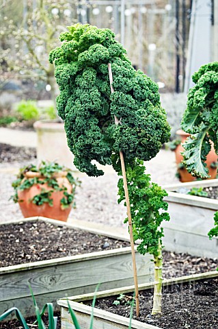 KALE_REFLEX_IN_A_RAISED_BED
