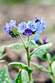 PULMONARIA LEWIS PALMER