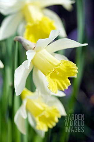 NARCISSUS_PSEUDONARCISSUS_PRAECOX