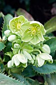 HELLEBORUS ARGUTIFOLIUS