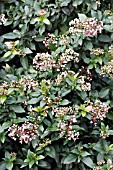 VIBURNUM TINUS GWENLLIAN