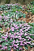 CYCLAMEN COUM