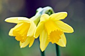 NARCISSUS TETE-A-TETE