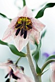 FRITILLARIA KARELINII