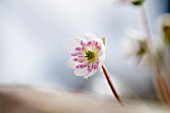 HEPATICA NOBILIS VAR. JAPONICA F. MAGNA