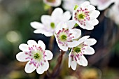 HEPATICA NOBILIS VAR. JAPONICA F. MAGNA