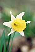 NARCISSUS PSEUDONARCISSUS