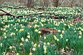 NARCISSUS PSEUDONARCISSUS