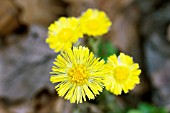 TUSSILAGO FARFARA