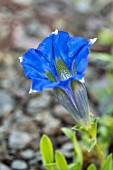 GENTIANA ACAULIS