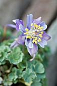 AQUILEGIA SCOPULORUM