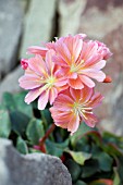 LEWISIA COTYLEDON HYBRID