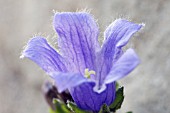 CAMPANULA CHAMISSONIS SUPERBA