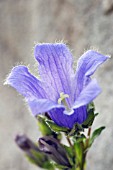 CAMPANULA CHAMISSONIS SUPERBA