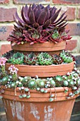 SEMPERVIVUM DISPLAY