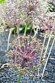 ALLIUM CRISTOPHII