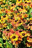 HELENIUM WALDTRAUT