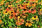 HELENIUM WALDTRAUT