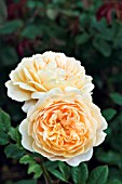 ROSA CROWN PRINCESS MARGARETA AUSWINTER