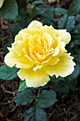 ROSA GUYS GOLD HARMATCH