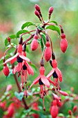 FUCHSIA RICCARTONII